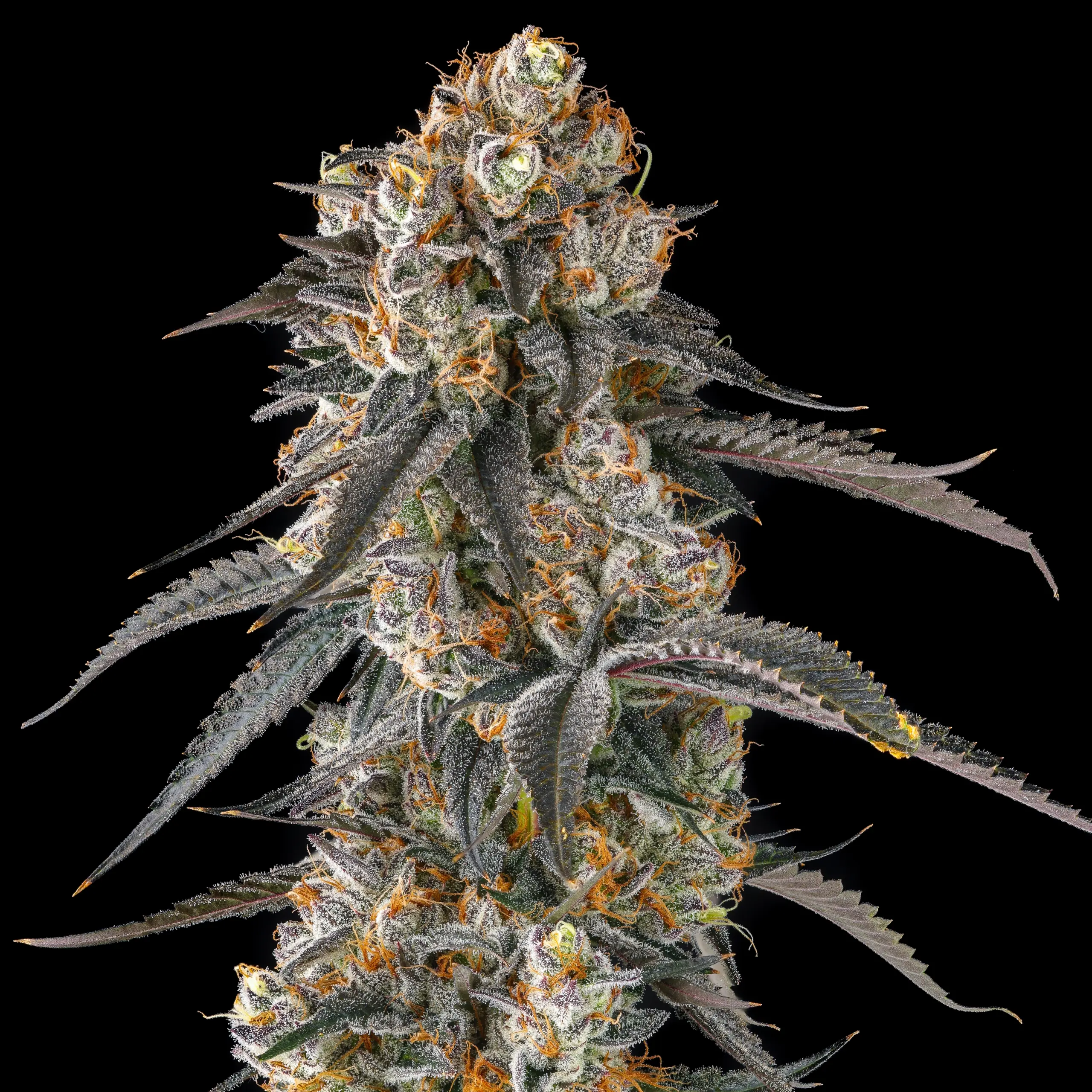 Cannabissamen Solazo für Indoor und Outdoor